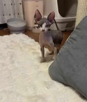 モモンガ 様のお迎えした子猫