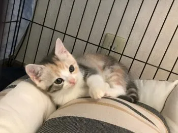 Makana 様のお迎えした子猫