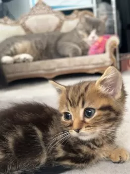M.K 様のお迎えした子猫
