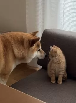 M.S 様のお迎えした子猫