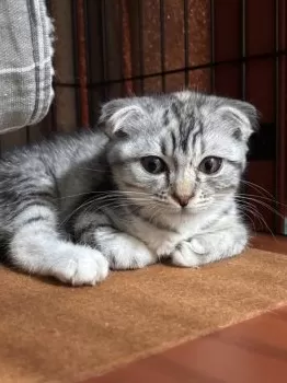 ラブラブ 様のお迎えした子猫