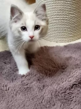T.O 様のお迎えした子猫