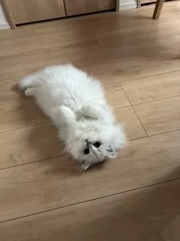 たかきん 様のお迎えした子猫