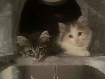 しん 様のお迎えした子猫