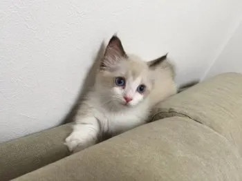 とも 様のお迎えした子猫