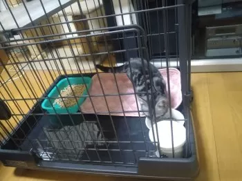 N.M 様のお迎えした子猫