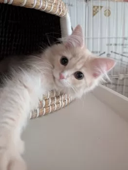 Y.W 様のお迎えした子猫