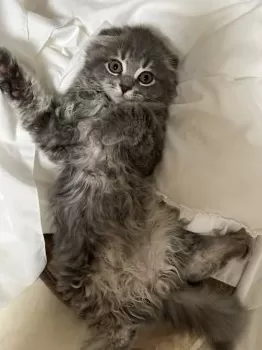 ちいた 様のお迎えした子猫