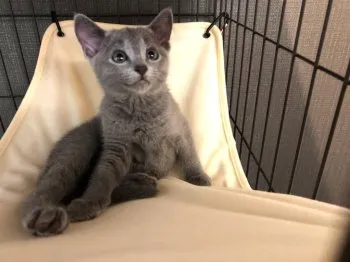 M.Y 様のお迎えした子猫