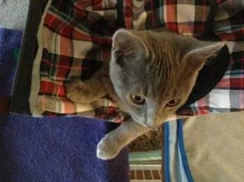 ねこのしっぽ 様のお迎えした子猫