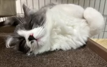 紅 様のお迎えした子猫