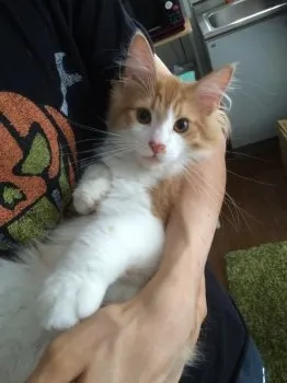ゆーき 様のお迎えした子猫