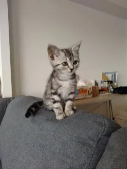 りんりん 様のお迎えした子猫
