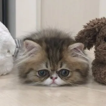 Latte. 様のお迎えした子猫