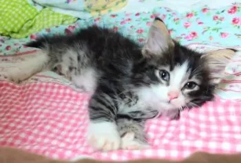 ｓｓｋ 様のお迎えした子猫