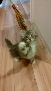 さこ 様のお迎えした子猫
