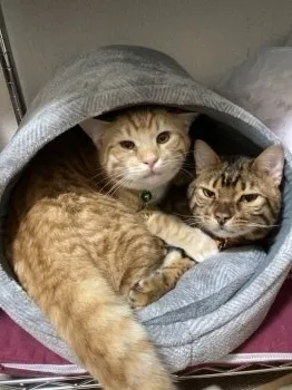 あき 様のお迎えした子猫