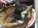 いとみ 様のお迎えした子猫