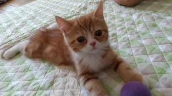 さや 様のお迎えした子猫