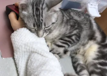 だいこん 様のお迎えした子猫