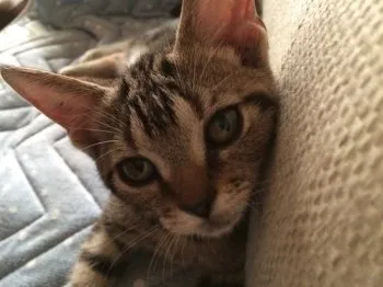 さくらパパ 様のお迎えした子猫