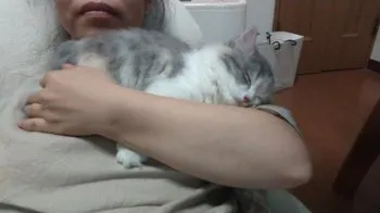 みゆう 様のお迎えした子猫