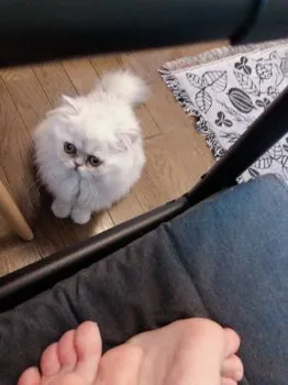 まい 様のお迎えした子猫