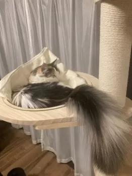 H.S 様のお迎えした子猫