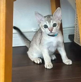 れんれん 様のお迎えした子猫