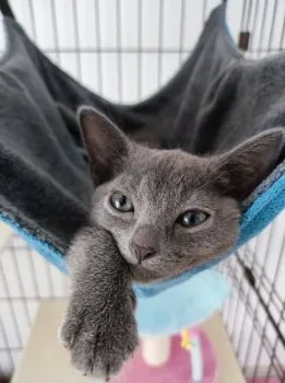 Yu 様のお迎えした子猫