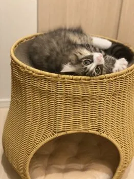 Oli 様のお迎えした子猫