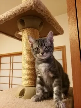 Y.K 様のお迎えした子猫