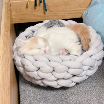 プイ 様のお迎えした子猫