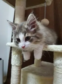 Leaf 様のお迎えした子猫