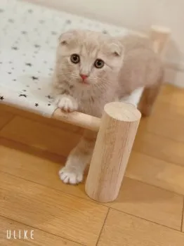 hiromi 様のお迎えした子猫