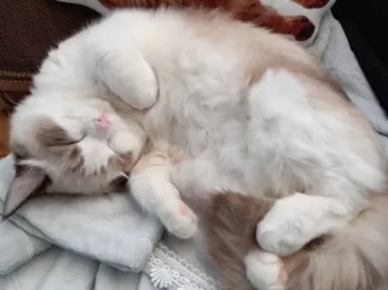 Y.S 様のお迎えした子猫