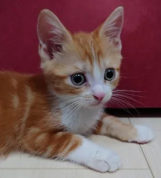 M.O 様のお迎えした子猫