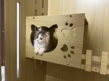 E.S 様のお迎えした子猫