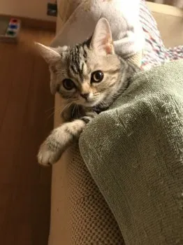 まめめ 様のお迎えした子猫