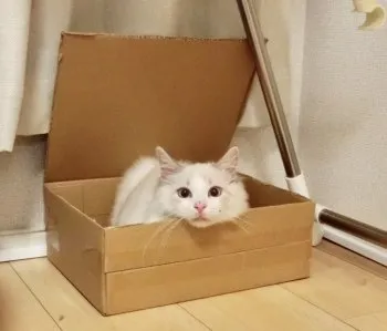 とみー 様のお迎えした子猫