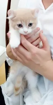 Kiki 様のお迎えした子猫