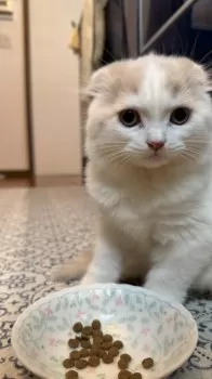 ながはま 様のお迎えした子猫