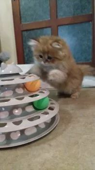 H.Ｉ 様のお迎えした子猫