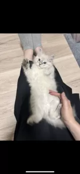 まつ 様のお迎えした子猫