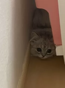 K.O 様のお迎えした子猫