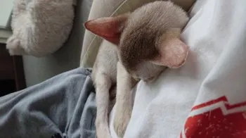 M.S 様のお迎えした子猫