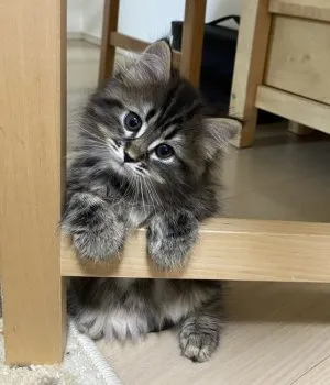 H.H 様のお迎えした子猫