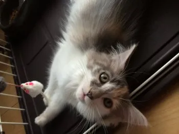 あると君 様のお迎えした子猫