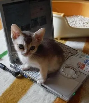 ニャンシー 様のお迎えした子猫