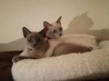 さくらこなでしこ 様のお迎えした子猫